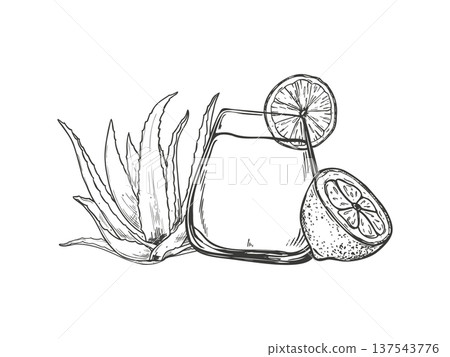 Aloe vera leaf, lemon slices, glass with non alcoholic mocktail vector isolated illustration painted by black inks. Drink in tumbler, fresh succulent plant, citrus fruit for wellness, detox product 137543776