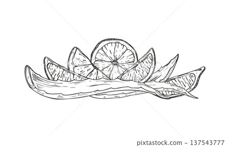 Sliced lime wedges and aloe vera leaves monochrome vector illustration black and white linear style. Fresh cut succulent leaf, citrus fruit ingredients for cosmetic product, detox drink packaging 137543777