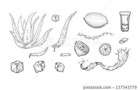 Aloe vera leaves, ice cubes, lemon or lime, shot glass, and dynamic water splashes monochrome vector set painted by black inks. Ingredient clip art for juice bar menus, cocktail lounge signage Aloe vera leaves, ice cubes, lemon or lime, shot glass, and dynamic water splashes monochrome vector set painted by black inks. Ingredient clip art for juice bar menus, cocktail lounge signage 137543779