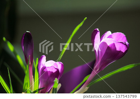 Beautiful purple Crocus vernus group blooming in bright spring sun, soft botanical background. Beautiful purple Crocus vernus group blooming in bright spring sun, soft botanical background. 137543799