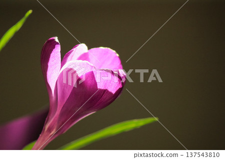 Soft macro of purple Crocus vernus with blurred bud in warm spring sunlight, botanical background. 137543810