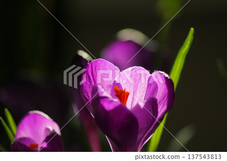 Vibrant purple Crocus vernus petal texture glowing in bright sunlight, dark botanical background. Vibrant purple Crocus vernus petal texture glowing in bright sunlight, dark botanical background. 137543813