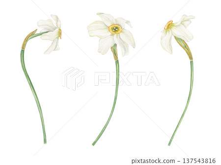 Three single white Daffodils clip art watercolor illustration on isolated background. Hand drawn Narcissus flowers in blossom set. Floral spring elements for greeting card design, wedding invitation Three single white Daffodils clip art watercolor illustration on isolated background. Hand drawn Narcissus flowers in blossom set. Floral spring elements for greeting card design, wedding invitation 137543816
