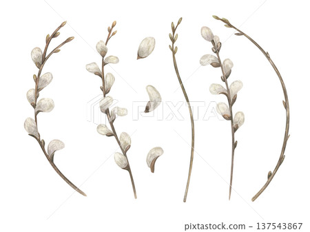 Willow branches with fluffy white buds clip art watercolor illustration on isolated background. Twigs with blooming catkins set. Botanical elements for Easter Orthodox greeting cards, invitations 137543867