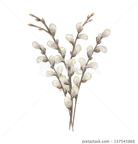 Willow branch bouquet watercolor illustration on isolated background. Bunch of twigs with with fluffy white buds. Spring catkins composition for Easter Orthodox greeting cards, invitations 137543868