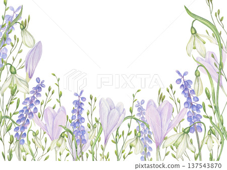 Spring Snowdrops watercolor horizontal border on isolated background. White Galanthus flower frame with copy space for text. Floral composition for greeting card, wedding invitation, packaging 137543870
