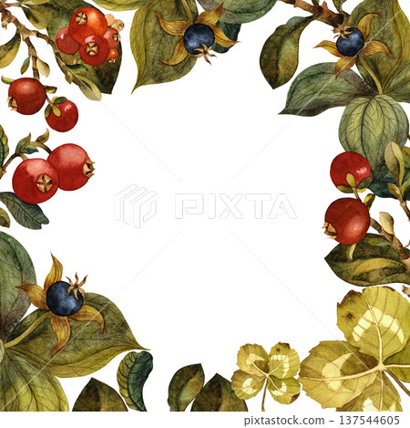 Frame of leaves and berries isolated watercolor illustration on white background. Hand drawing Frame of leaves and berries isolated watercolor illustration on white background. Hand drawing 137544605