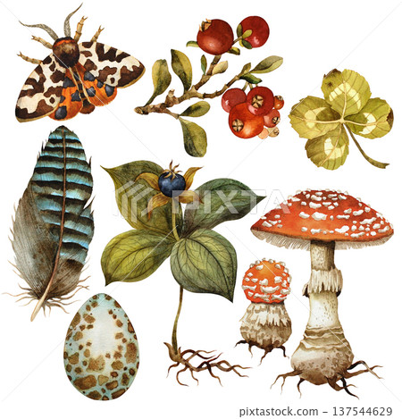 A set of forest elements. Amanita,feather,egg, moth,clover and berry. Isolated watercolor drawing A set of forest elements. Amanita,feather,egg, moth,clover and berry. Isolated watercolor drawing 137544629