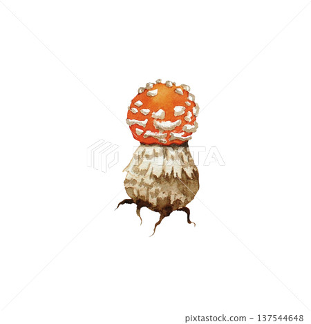 Fly agaric amanita watercolor illustration on white background. Isolated drawing. Hand painted Fly agaric amanita watercolor illustration on white background. Isolated drawing. Hand painted 137544648