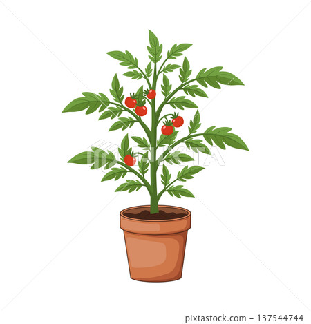 Potted tomato plant with red ripe tomatoes in brown pot. Vector 137544744