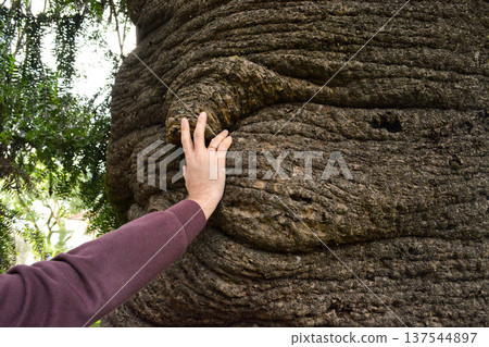 A man touches a huge, ancient araucari tree in Busaco Park, Portugal. The concept encompasses the atmosphere of nature, the power and wisdom of nature, and rare plants. A man touches a huge, ancient araucari tree in Busaco Park, Portugal. The concept encompasses the atmosphere of nature, the power and wisdom of nature, and rare plants. 137544897