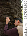 A man touches a huge, ancient araucari tree in Busaco Park, Portugal. The concept encompasses the atmosphere of nature, the power and wisdom of nature, and rare plants. 137544899