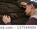 A man touches a huge, ancient araucari tree in Busaco Park, Portugal. The concept encompasses the atmosphere of nature, the power and wisdom of nature, and rare plants. 137544900