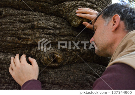 A man touches a huge, ancient araucari tree in Busaco Park, Portugal. The concept encompasses the atmosphere of nature, the power and wisdom of nature, and rare plants. 137544900