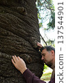 A man touches a huge, ancient araucari tree in Busaco Park, Portugal. The concept encompasses the atmosphere of nature, the power and wisdom of nature, and rare plants. 137544901