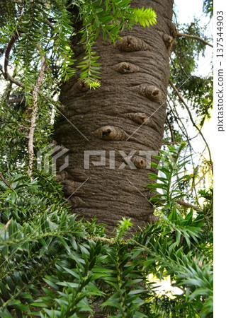 A large Araucaria tree trunk in the Busaco Park in Portugal. Concept: natural atmosphere, strength and wisdom of nature, rare plants. 137544903