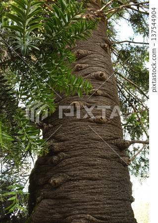 A large Araucaria tree trunk in the Busaco Park in Portugal. Concept: natural atmosphere, strength and wisdom of nature, rare plants. 137544904