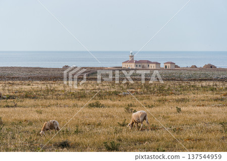 Scenic view of a lighthouse on Menorca island with sheep grazing in the foreground. Scenic view of a lighthouse on Menorca island with sheep grazing in the foreground. 137544959