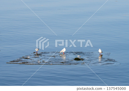 Three Seagulls Standing on Floating Ice in Calm Winter Sea Three Seagulls Standing on Floating Ice in Calm Winter Sea 137545000