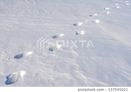 Footprints in Deep Snow Across Bright Winter Landscape Footprints in Deep Snow Across Bright Winter Landscape 137545021