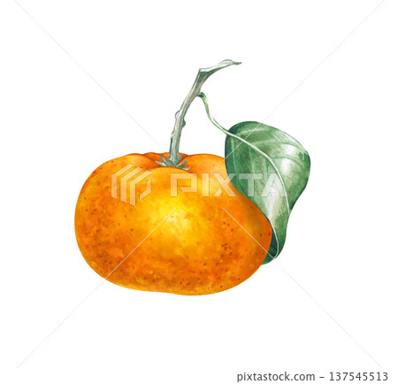 Hand-drawn watercolor illustration of a ripe orange mandarin fruit with a fresh green leaf. High-quality botanical element for organic food design, greeting cards, and citrus-themed projects. Isolated Hand-drawn watercolor illustration of a ripe orange mandarin fruit with a fresh green leaf. High-quality botanical element for organic food design, greeting cards, and citrus-themed projects. Isolated 137545513