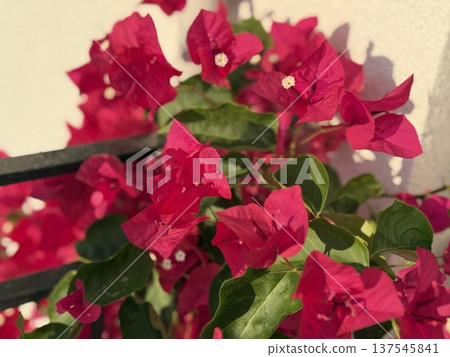 Bright pink bougainvillea flowers in sunlight with green leaves as a vibrant nature background Bright pink bougainvillea flowers in sunlight with green leaves as a vibrant nature background 137545841