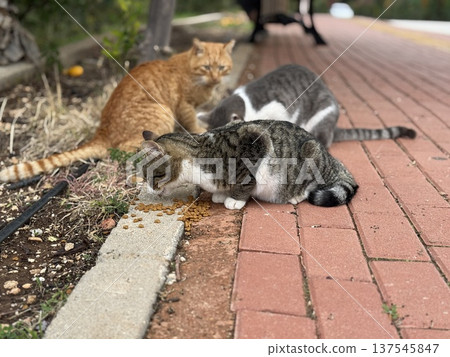 Three stray cats eating kibble on outdoor path, blending with red brick and natural surroundings 137545847