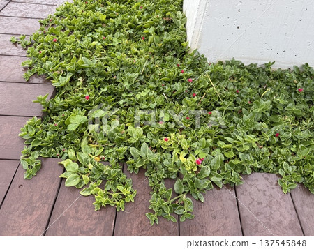 Green plant with small red flowers growing along brown wooden deck for natural background Green plant with small red flowers growing along brown wooden deck for natural background 137545848