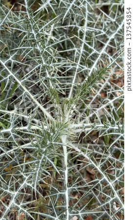 Thistle plant with spiky leaves in natural habitat, suitable for nature background 137545854