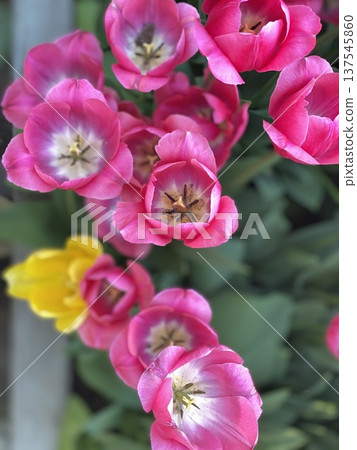 Pink and yellow tulips blooming in garden, top view with copy space, perfect for spring background Pink and yellow tulips blooming in garden, top view with copy space, perfect for spring background 137545860