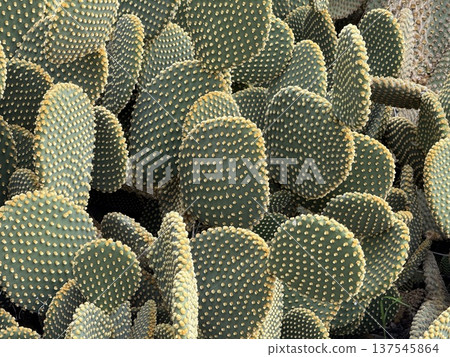 Opuntia cacti with textured green pads and yellow spikes, suitable for nature backgrounds 137545864