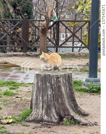 Cat sitting on tree stump in outdoor park setting with sparse foliage and natural background Cat sitting on tree stump in outdoor park setting with sparse foliage and natural background 137545871