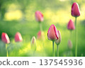Close-up of pink tulip buds with fresh green leaves on a blurred green background. 137545936