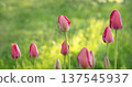 Pink tulip buds on a blurred background. Close-up of pink tulip buds with fresh green leaves. 137545937