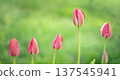 Delicate, pink tulip buds on a blurred green background. Beautiful unopened tulips in the garden. 137545941