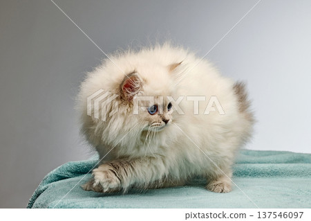 White Siberian colorpoint kitten Neva Masquerade with blue eyes White Siberian colorpoint kitten Neva Masquerade with blue eyes 137546097