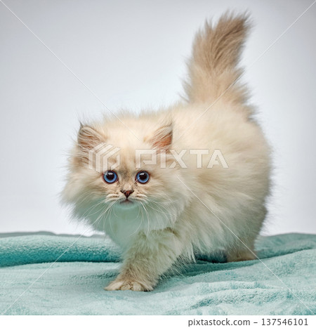 White Siberian colorpoint kitten Neva Masquerade with blue eyes White Siberian colorpoint kitten Neva Masquerade with blue eyes 137546101