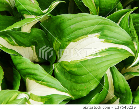 Undulata Mediovariegata Plantain lily or Hosta growing in garden, plant with green and white foliage Undulata Mediovariegata Plantain lily or Hosta growing in garden, plant with green and white foliage 137546229
