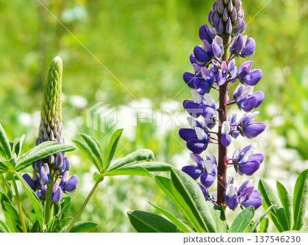 Gardening hobby and plant cultivating. Purple Lupine flowers blooming and growing in garden outdoors 137546230