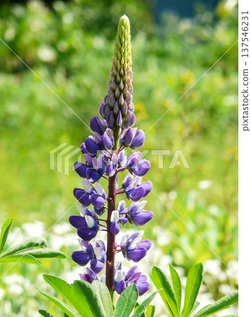 Gardening hobby and plant cultivating. Purple Lupine flowers blooming and growing in garden outdoors Gardening hobby and plant cultivating. Purple Lupine flowers blooming and growing in garden outdoors 137546231