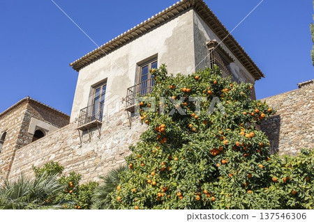 Visit to Alkazaba in Malaga, Spain shows a house with orange trees under clear blue sky 137546306