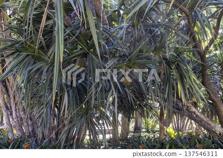In Malaga, Spain, a close-up view of tropical plants with fruit growing on trees during daylight 137546311