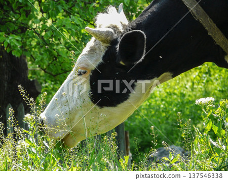 Cow with horns on summer pasture, grazing eating fresh green grass and flowers on field at farmland. Cow with horns on summer pasture, grazing eating fresh green grass and flowers on field at farmland. 137546338