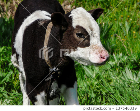 Young black and white Dutch cow standing on green meadow at farmland on pasture, livestock grazing. Young black and white Dutch cow standing on green meadow at farmland on pasture, livestock grazing. 137546339