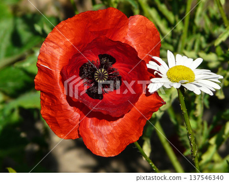 Summer in garden, red oriental poppy and chamomiles flowers blooming outdoors in backyard. Summer in garden, red oriental poppy and chamomiles flowers blooming outdoors in backyard. 137546340