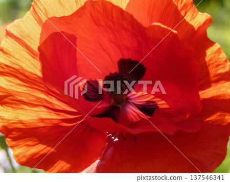 Summer in garden, red common oriental poppy or Papaver orientale flower plant blooming outdoors. Summer in garden, red common oriental poppy or Papaver orientale flower plant blooming outdoors. 137546341