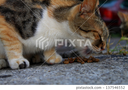 cute cat eating food cute cat eating food 137546552