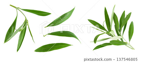 Olive green leaves isolated on white background. Top view. Flat lay. Olive green leaves isolated on white background. Top view. Flat lay. 137546805