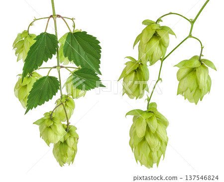 Hop cones branch isolated on white background. Beer brewing ingredients Hop cones branch isolated on white background. Beer brewing ingredients 137546824