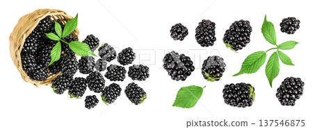 blackberry in a wicker basket isolated on a white background. Top view. Flat lay blackberry in a wicker basket isolated on a white background. Top view. Flat lay 137546875